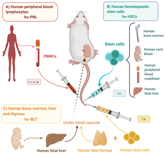 Donor-defined humanized mice for evaluating cancer immunotherapy. (OA Literature)