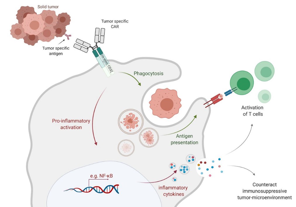 Closer insight into CAR-MA activation and anticancer mechanisms. 