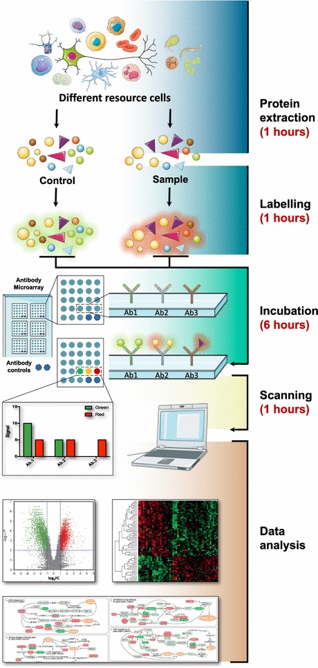Comprehensive guide to antibody microarray assays. (OA Literature)