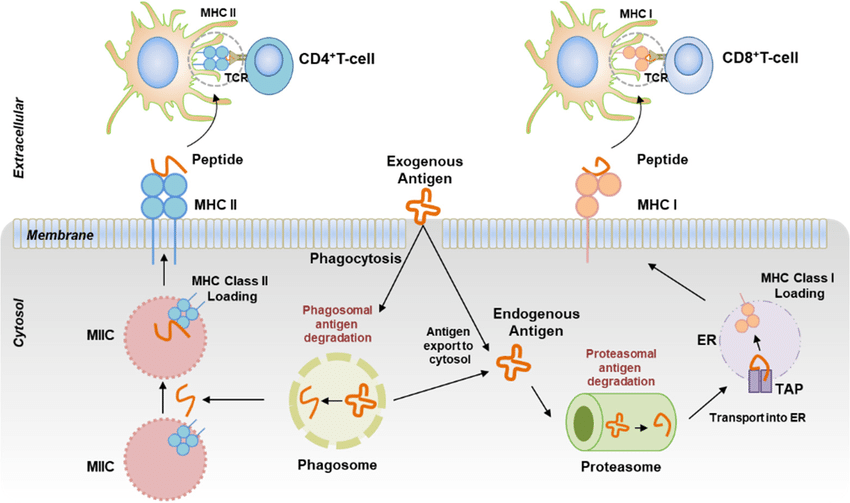 Schematic diagram for the cross-presentation machinery of dendritic cells.