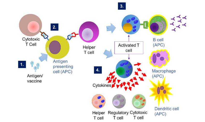 Humoral-and cell-mediated immune response to antigen stimulation.