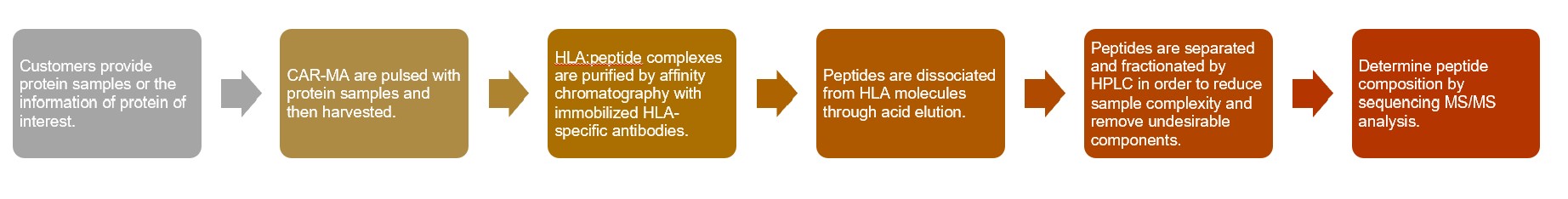 Workflow of SIAT® antigen presentation assay service. 