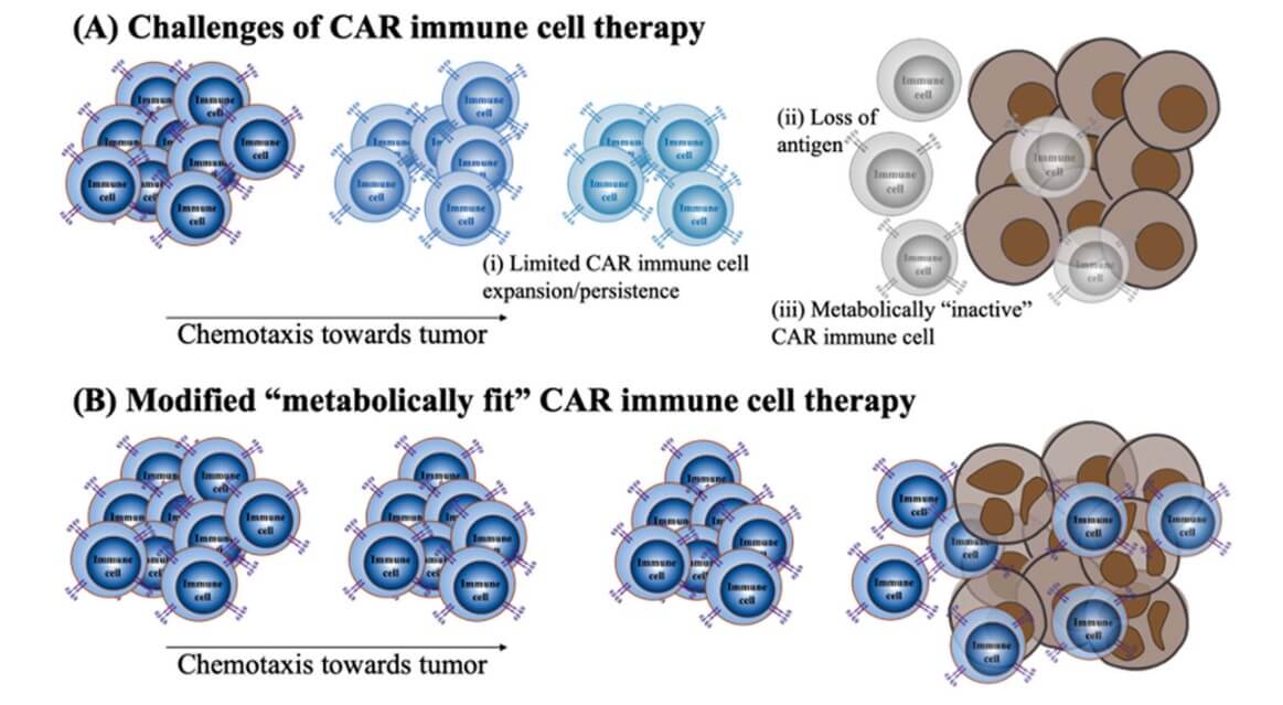 Metabolically fit CAR cells need to be generated for effective CAR immunotherapy.