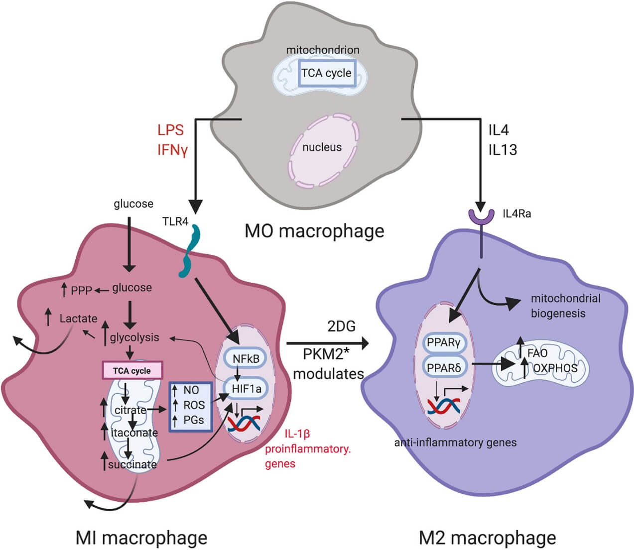 Metabolic reprogramming in macrophage polarization.