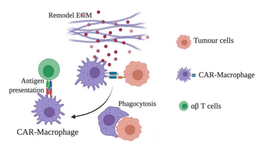 Anti-tumour response propagated by CAR-MAs within the tumor environment.