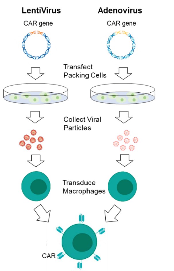 CAR-MA transfection approaches. 