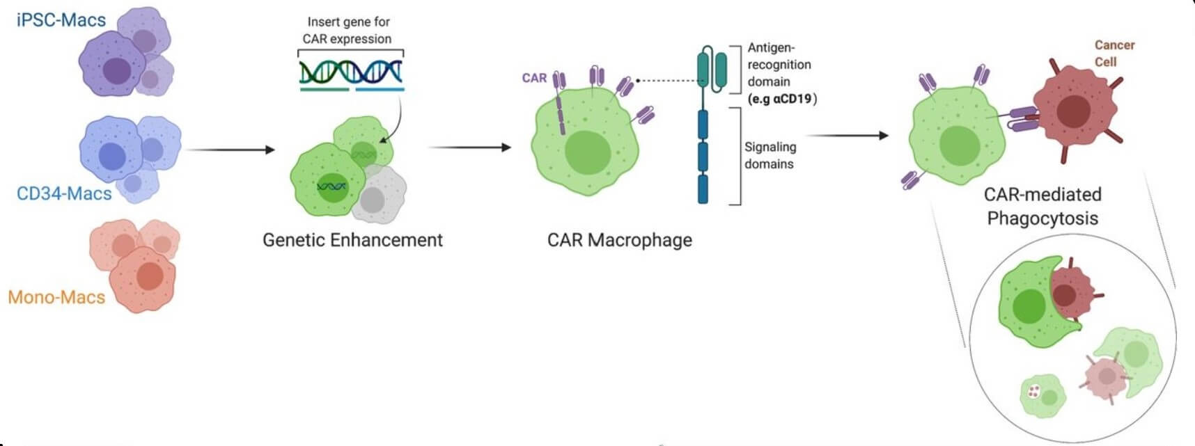 Macrophages derived from different sources can be genetically altered with CAR constructs.
