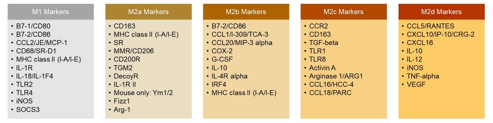 Different phenotypes of macrophages and their markers.
