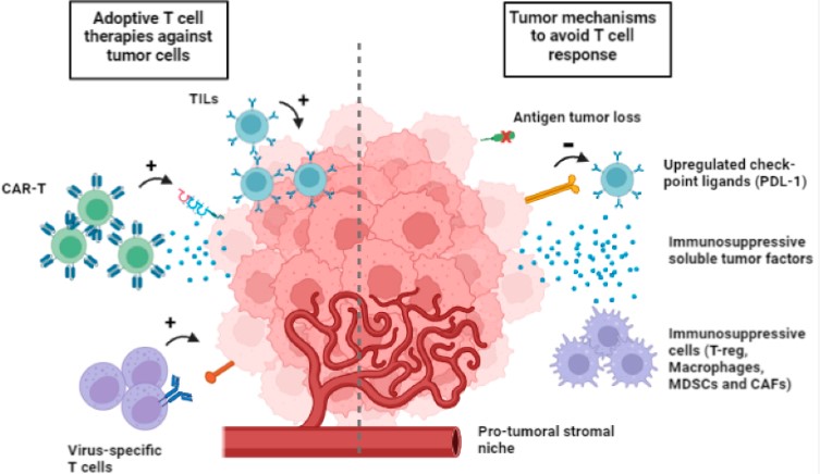 Fig.1 B cell development. (OA Literature)