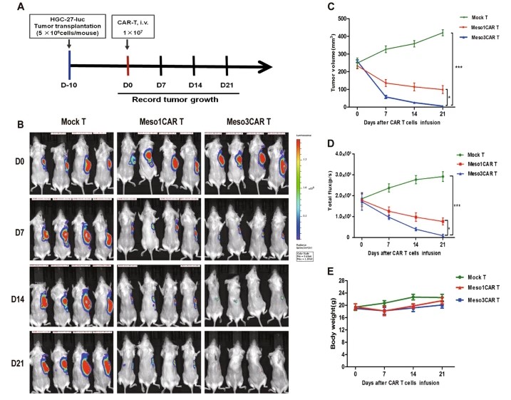 Fig.1 B cell development. (OA Literature)
