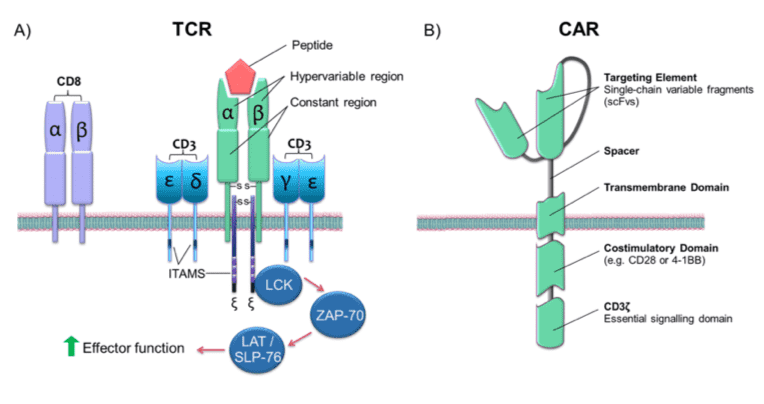 Structure of TCRs and CARs