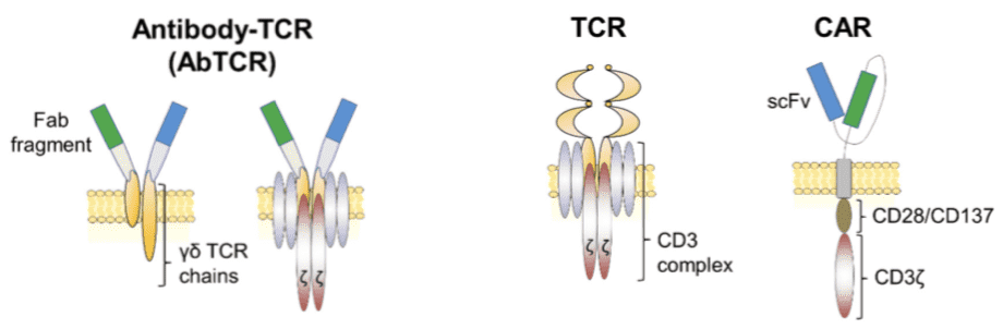 Schematic of antibody-TCR (AbTCR) platform