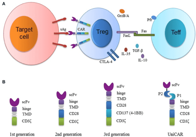 Schematic representation the structure of CAR-modified regulatory T cells (CAR-Tregs).