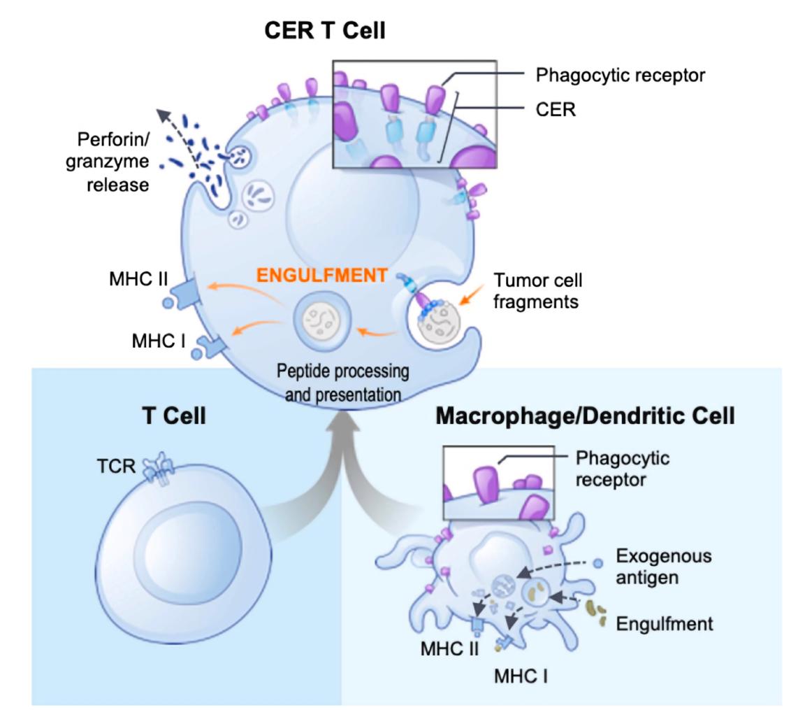 Schematic of the structure of CER constructs