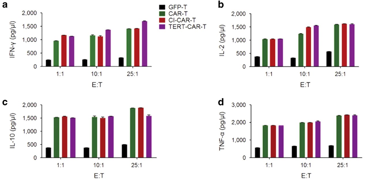Fig.3 Cytokine secretion in CD19 CAR-T cells enhanced by TERT mRNA delivery. (Bai, et al., 2015)