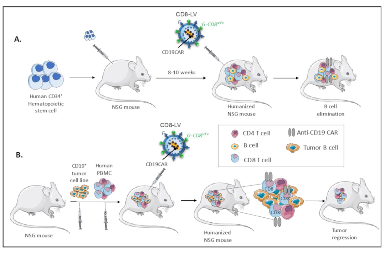 Fig.6 Anti-CD19 CAR-T cell humanized mouse models. (Mhaidly & Els, 2020)