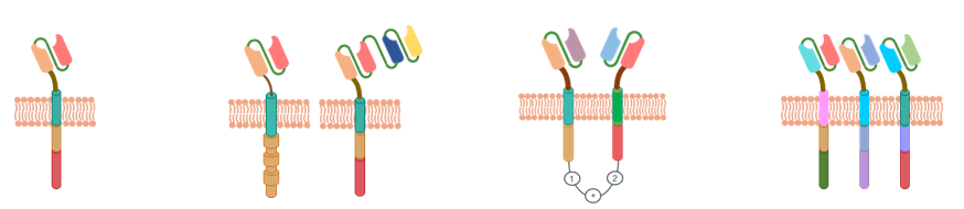 The type of CAR vector. (Creative Biolabs Original)