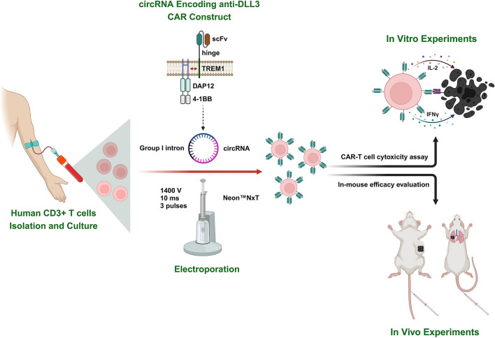 Development of a circular RNA-based CAR-T therapy against DLL3 in SCLC. (OA Literature)