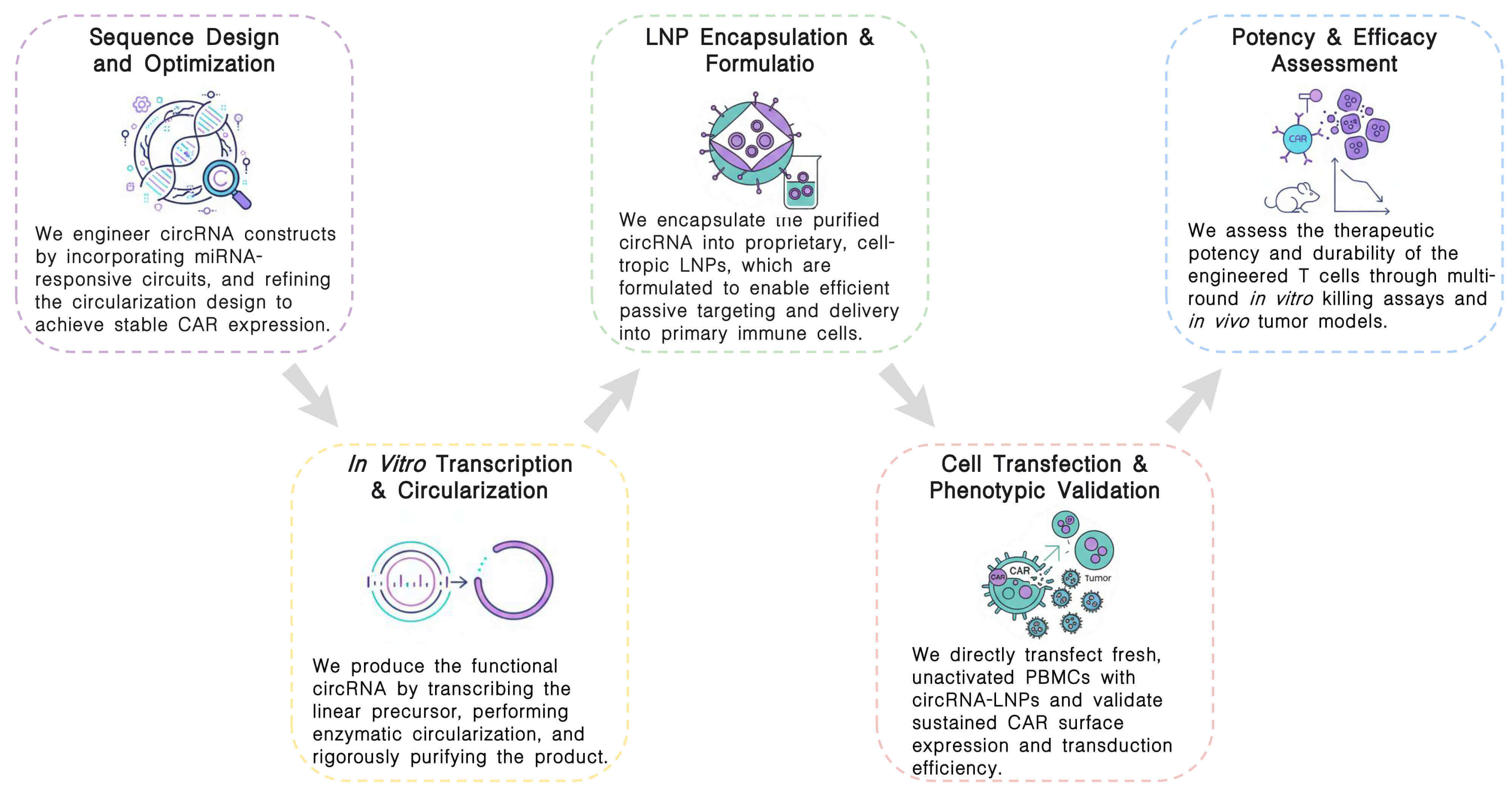 Workflow of CAR IVT circRNA at Creative Biolabs. (Creative Biolabs Original)