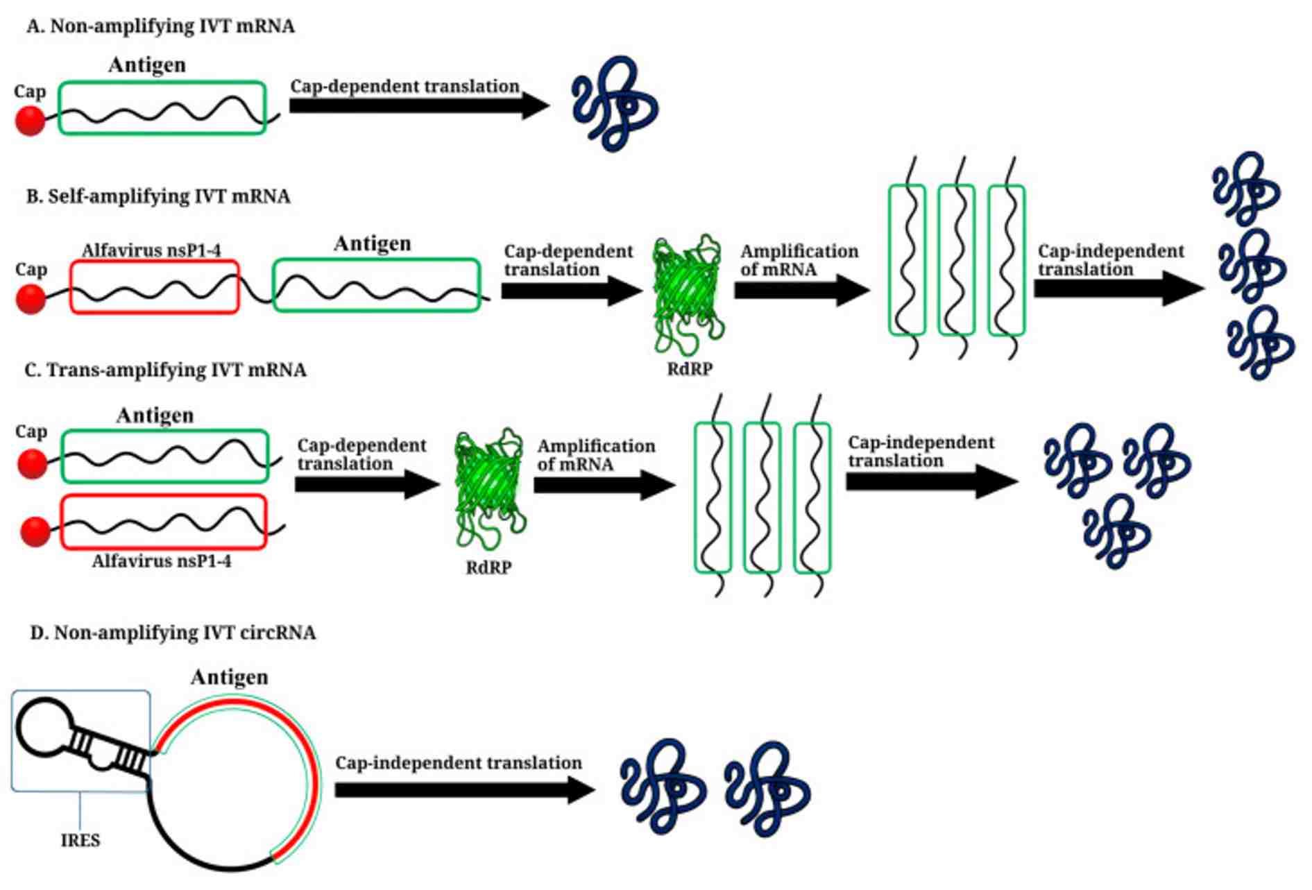 Fig.1 Engineering next-generation RNA vaccines: non-amplifying, self-amplifying, and circular IVT RNA. (OA Literature)