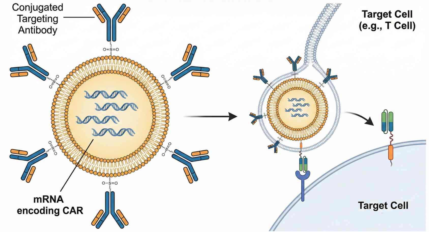 Fig.1 Antibody-guided LNP carriers for in vivo CAR-T cell engineering. (OA Literature)