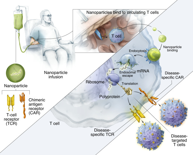 IVT mRNA nanoparticles: a strategy for in vivo CAR/TCR engineering. (OA Literature)