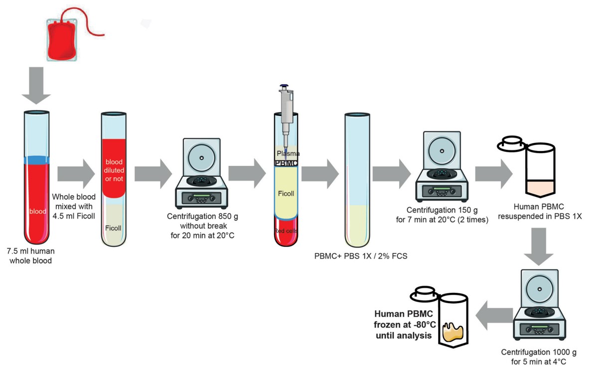 Fig.2 Human PBMC isolation protocal. (Mendez-David, et al., 2013)