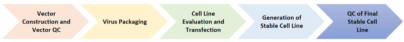 Workflow of stable cell line construction