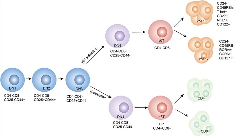 Development of γδ and αβ T lymphocytes in the thymus