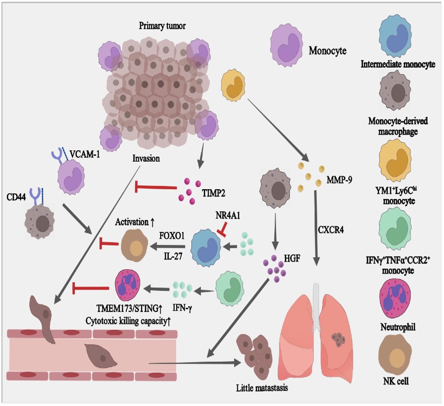 Fig.1 Monocytes function in the development of tumor cells. (Chen, et al., 2023)