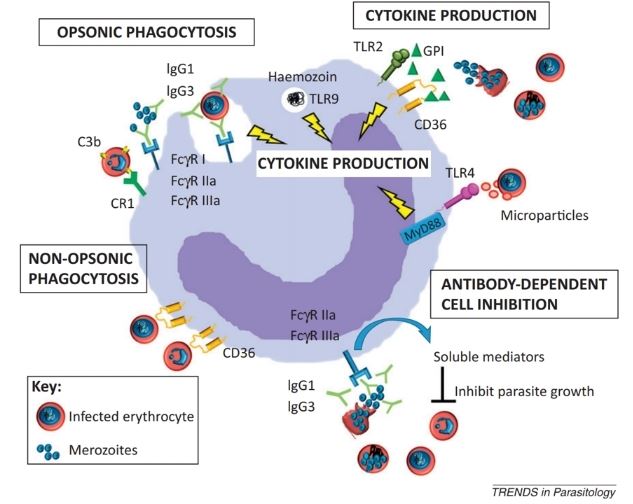 Monocytes are involved in protection against malaria