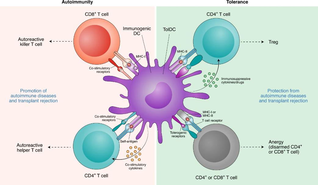 The role of dendritic cells in autoimmunity versus tolerance.