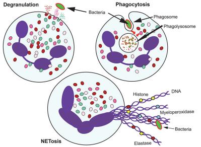 The mechanisms of neutrophils against microbial