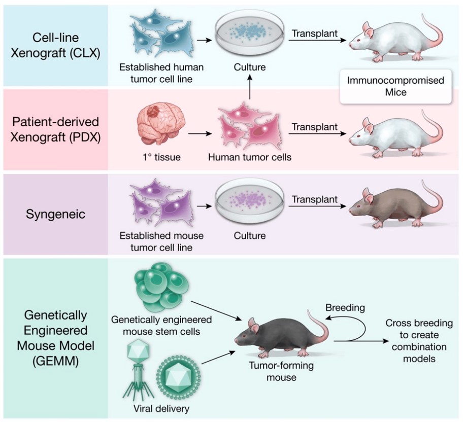 Fig.1 Murine models for cancer research. (Hicks, et al., 2021)
