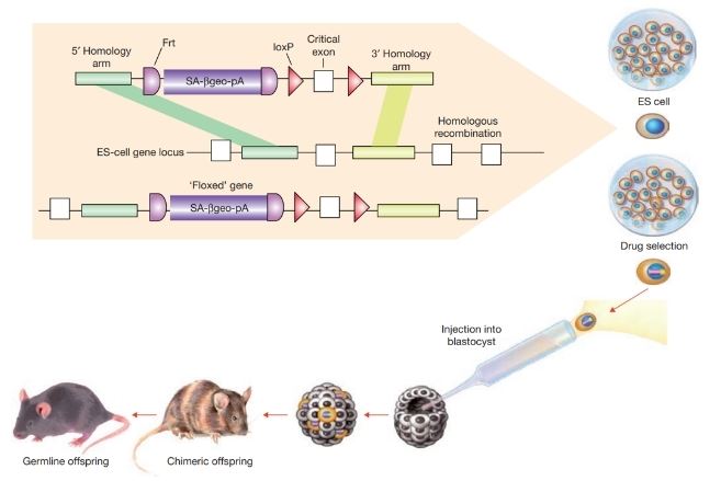 A large-scale process for mouse genome mutagenesis