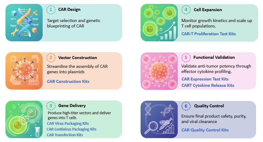 Workflow of CAR Kit. (Creative Biolabs Original)