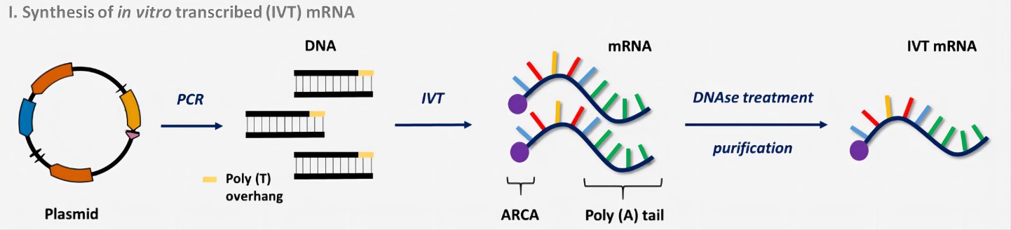 Schematic overview of the synthesis of IVT mRNA. (Steinle, et al., 2017)