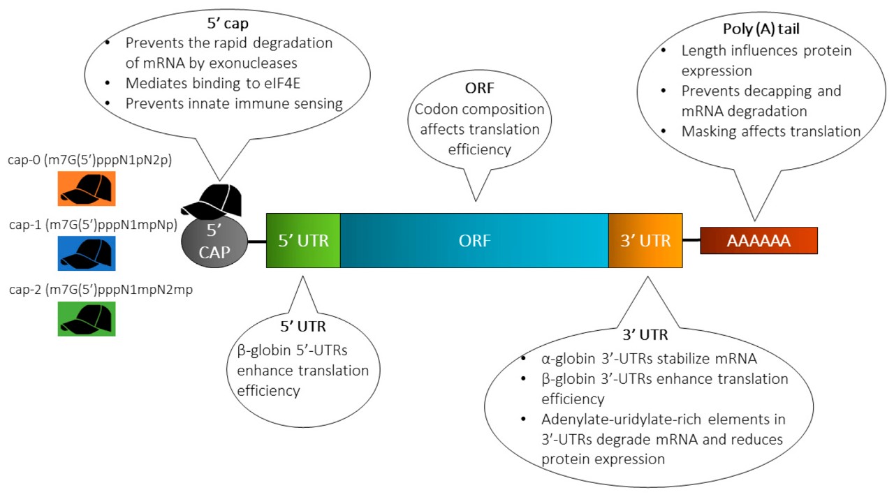 Fig.1 The structure of IVT mRNA and widely utilized modification operations. (Wadhwa, et al., 2020)
