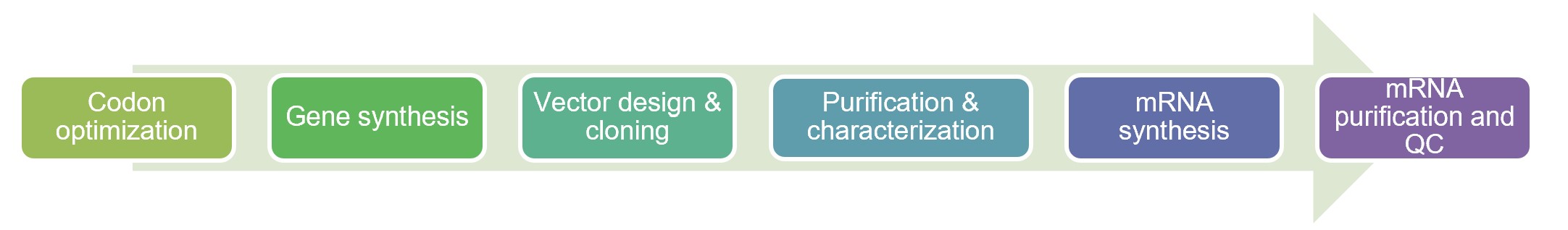 Workflow of IVT mRNA manufacture. (Creative Biolabs Original)