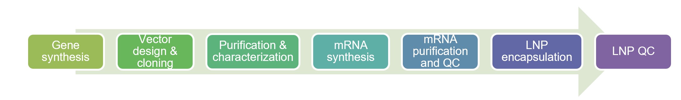 Workflow of CAR IVT LNP manufacture. (Creative Biolabs Original)