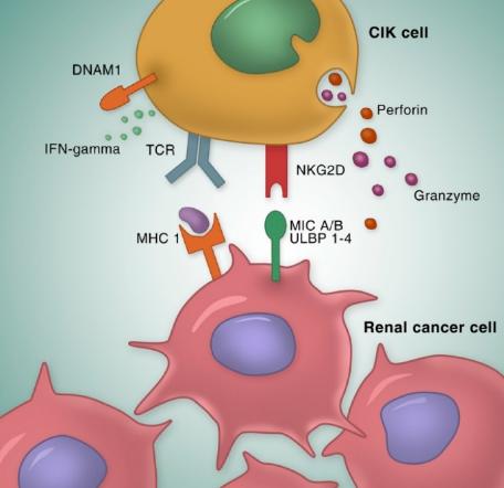 Fig.1 Schematic of CIK cell anti-tumor activity. (Zhang Y, et al., 2020)