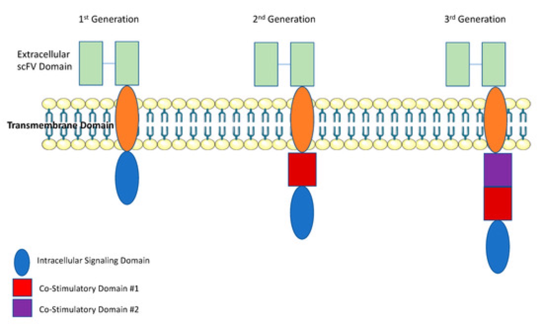 Fig.1 CAR-T cell structure. (Heyman, et al., 2019)