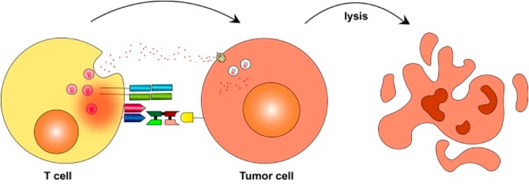 CD3-X bispecific antibody-mediated mechanism of tumor cell lysis.1