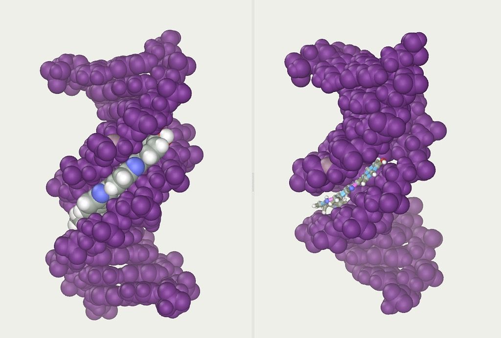 Fig.2 DNA structure. (Wikipedia https://en.wikipedia.org/wiki/Abalone_%28molecular_mechanics%29#/media/File:DNA-ligand-by-Abalone.png)
