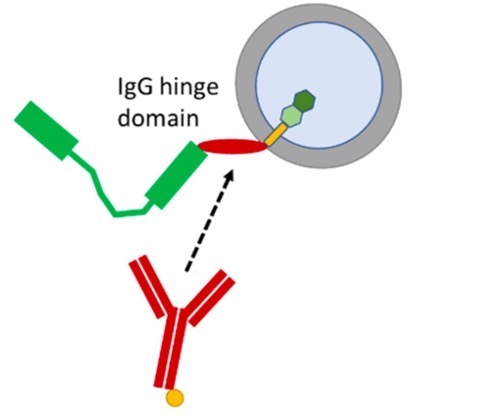 Fig.4 Mechanism of CAR detection reagents with flow cytometry. (Reichman, et al., 2022)