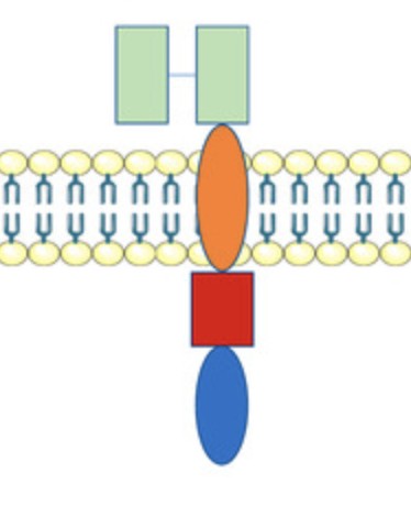 Fig.5 CAR structure. (Xia, et al., 2017)