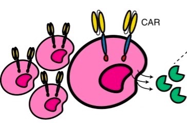 Fig.6 CAR small-molecule compounds. (Gardner, et al., 2022)