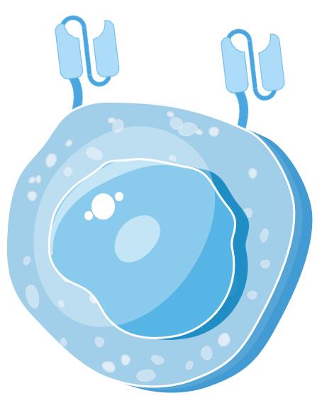 CAR Cell Types Available. (Creative Biolabs Original)