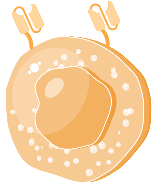 CAR Cell Types Available. (Creative Biolabs Original)