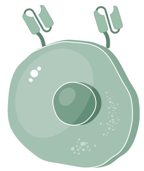 CAR Cell Types Available. (Creative Biolabs Original)